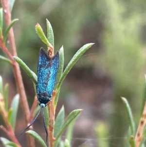 Pollanisus (genus) at Burra, NSW - 27 Mar 2022