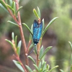 Pollanisus (genus) at Burra, NSW - 27 Mar 2022