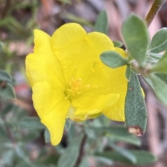 Hibbertia obtusifolia (Grey Guinea-flower) at Burra, NSW - 26 Mar 2022 by Ned_Johnston