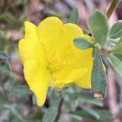 Hibbertia obtusifolia (Grey Guinea-flower) at Googong Foreshore - 26 Mar 2022 by Ned_Johnston