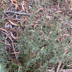 Hibbertia obtusifolia at Burra, NSW - 27 Mar 2022 10:28 AM