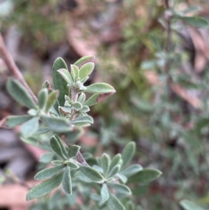 Hibbertia obtusifolia at Burra, NSW - 27 Mar 2022
