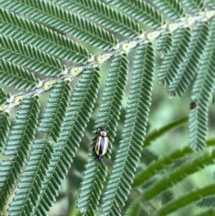 Monolepta froggatti (Leaf beetle) at Googong Foreshore - 27 Mar 2022 by Ned_Johnston