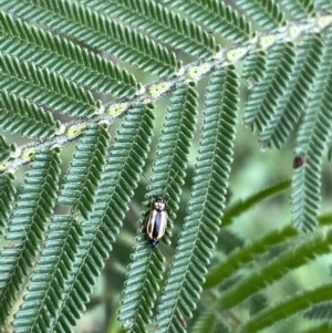 Monolepta froggatti at Burra, NSW - 27 Mar 2022