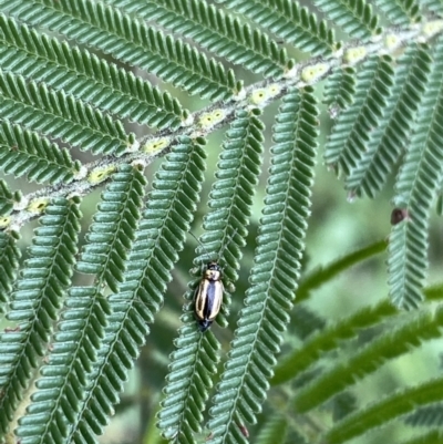 Monolepta froggatti (Leaf beetle) at QPRC LGA - 27 Mar 2022 by Ned_Johnston