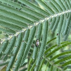 Monolepta froggatti at Burra, NSW - 27 Mar 2022