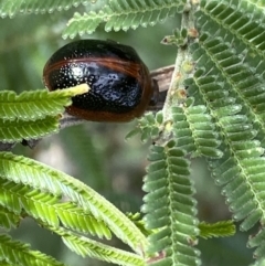 Dicranosterna immaculata (Acacia leaf beetle) at QPRC LGA - 27 Mar 2022 by Ned_Johnston
