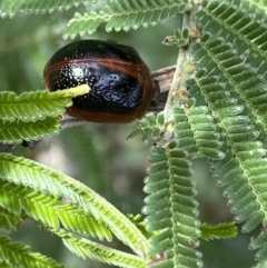 Dicranosterna immaculata (Acacia leaf beetle) at Burra, NSW - 27 Mar 2022 by NedJohnston