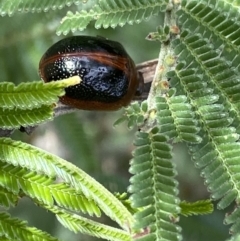 Dicranosterna immaculata (Acacia leaf beetle) at Googong Reservoir - 27 Mar 2022 by NedJohnston