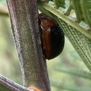 Dicranosterna immaculata at Burra, NSW - 27 Mar 2022