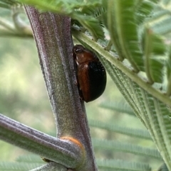 Dicranosterna immaculata at Burra, NSW - 27 Mar 2022