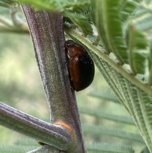 Dicranosterna immaculata at Burra, NSW - 27 Mar 2022