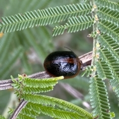 Dicranosterna immaculata at Burra, NSW - 27 Mar 2022