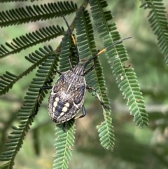 Theseus modestus (Gum tree shield bug) at Googong Reservoir - 27 Mar 2022 by NedJohnston