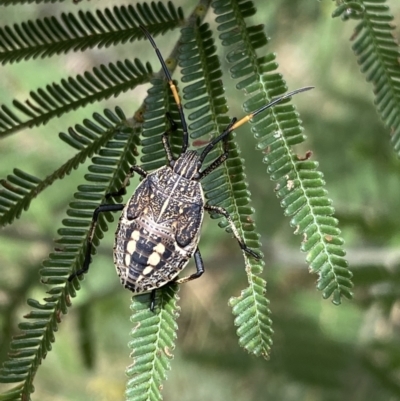 Theseus modestus (Gum tree shield bug) at Googong Foreshore - 27 Mar 2022 by Ned_Johnston