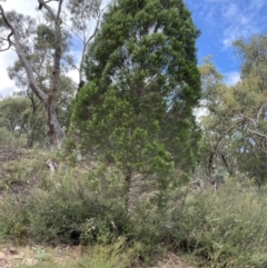 Callitris endlicheri (Black Cypress Pine) at Burra, NSW - 27 Mar 2022 by NedJohnston