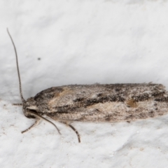 Agriophara discobola (A Flat-bodied moth (Depressidae) at Melba, ACT - 4 Feb 2022 by kasiaaus