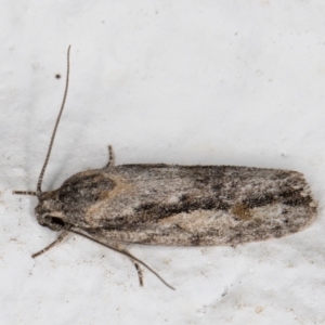 Agriophara discobola at Melba, ACT - 4 Feb 2022 11:29 PM