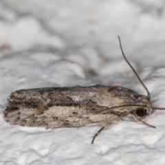 Agriophara discobola at Melba, ACT - 4 Feb 2022