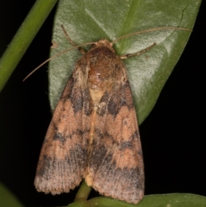 Australothis rubrescens at Melba, ACT - 4 Feb 2022