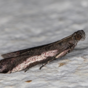 Assara subarcuella at Melba, ACT - 5 Feb 2022 11:41 PM