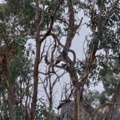 Callocephalon fimbriatum (Gang-gang Cockatoo) at Cook, ACT - 29 Mar 2022 by bonesarehumerus