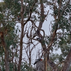 Callocephalon fimbriatum at Cook, ACT - suppressed