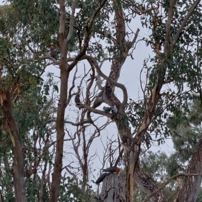 Callocephalon fimbriatum (Gang-gang Cockatoo) at Cook, ACT - 29 Mar 2022 by bonesarehumerus