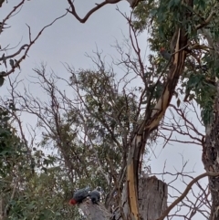 Callocephalon fimbriatum at Cook, ACT - suppressed