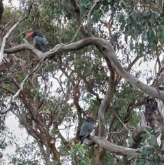 Callocephalon fimbriatum at Cook, ACT - suppressed