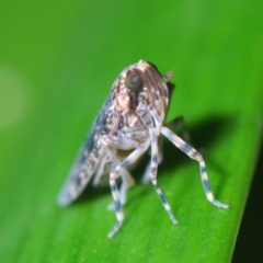 Unidentified Leafhopper or planthopper (Hemiptera, several families) at Stirling, ACT - 29 Mar 2022 by Harrisi