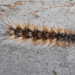 Anthela varia (Hairy Mary) at Throsby, ACT - 26 Mar 2022 by Harrisi