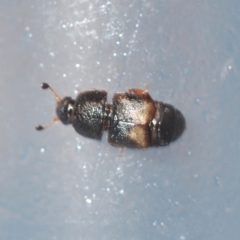 Carpophilus hemipterus at Stirling, ACT - 21 Mar 2022