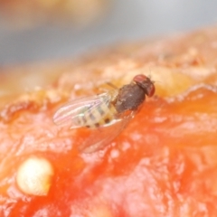 Unidentified Other true fly at Stirling, ACT - 21 Mar 2022 by Harrisi