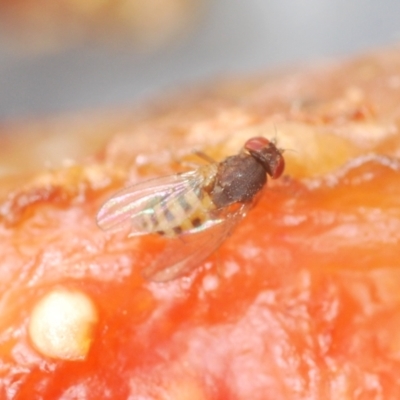 Unverified Other true fly at Stirling, ACT - 21 Mar 2022 by Harrisi