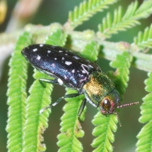 Diphucrania leucosticta at Stromlo, ACT - 21 Mar 2022 06:12 PM