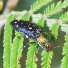 Diphucrania leucosticta (White-flecked acacia jewel beetle) at Stromlo, ACT - 21 Mar 2022 by Harrisi