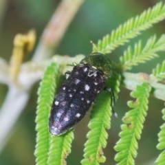 Diphucrania leucosticta at Stromlo, ACT - 21 Mar 2022 06:12 PM