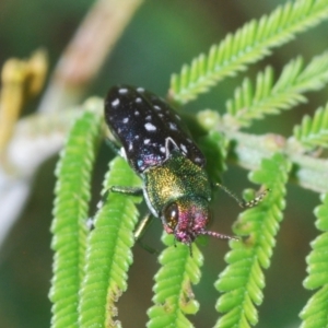 Diphucrania leucosticta at Stromlo, ACT - 21 Mar 2022 06:12 PM