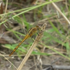 Diplacodes bipunctata (Wandering Percher) at Stromlo, ACT - 27 Mar 2022 by Christine