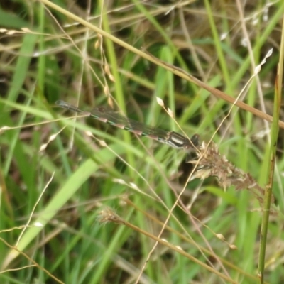 Austrolestes annulosus (Blue Ringtail) at Stromlo, ACT - 27 Mar 2022 by Christine