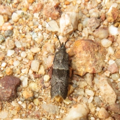 Lasiosticha canilinea (A Pyralid moth) at Stromlo, ACT - 27 Mar 2022 by Christine