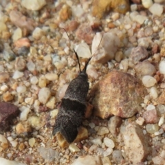 Lasiosticha canilinea at Stromlo, ACT - 27 Mar 2022 02:51 PM