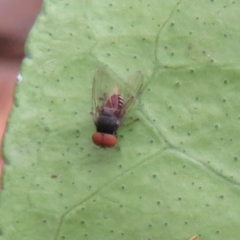 Platystomatidae (family) (Unidentified signal fly) at Flynn, ACT - 28 Mar 2022 by Christine