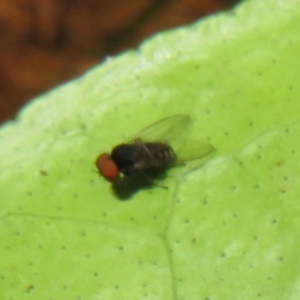 Platystomatidae (family) at Flynn, ACT - 28 Mar 2022 01:24 PM