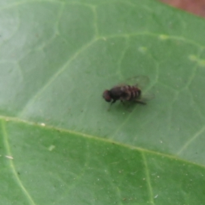 Platystomatidae (family) at Flynn, ACT - 28 Mar 2022