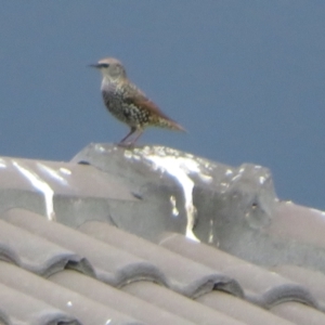 Sturnus vulgaris at Dunlop, ACT - 28 Mar 2022 04:45 PM