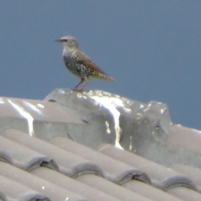 Sturnus vulgaris (Common Starling) at Dunlop, ACT - 28 Mar 2022 by Christine