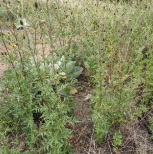 Bidens subalternans at Coree, ACT - 29 Mar 2022