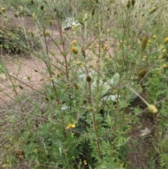 Bidens subalternans at Coree, ACT - 29 Mar 2022